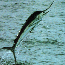 Marlin (Schwertfisch) ein Gladiator der Meere