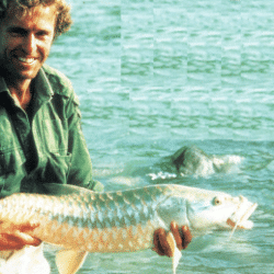 Der goldene Mahseer, ein Mitglied der Karpfenfamilie