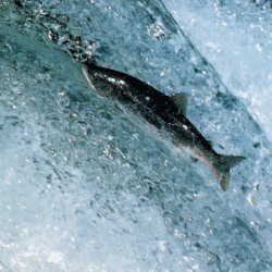 Lachsangeln , der erste Lachs der Saison