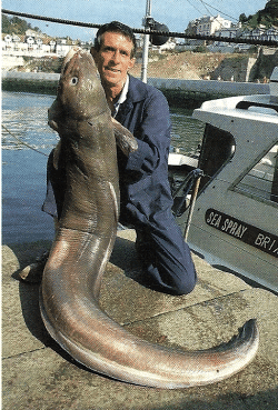 Conger. Der faszinierende Meeraal und Mächtige Raubfisch