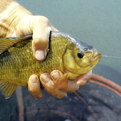 Angler Bob Nudd