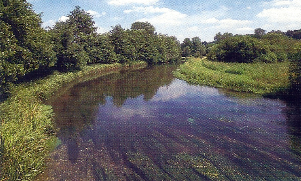 Äsche Angeln, Techniken um den eleganten Fisch zu fangen