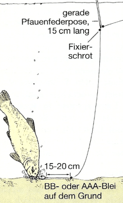 Angeln auf Schleien. Profi-Tipps für Rekord-Fänge