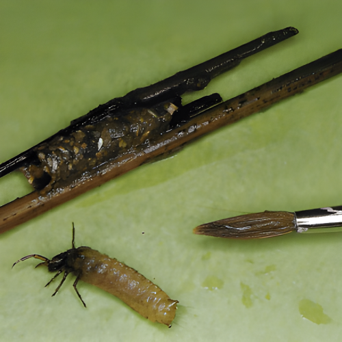 Angeln mit Insekten. Ultimativer Guide für mehr Fangerfolg