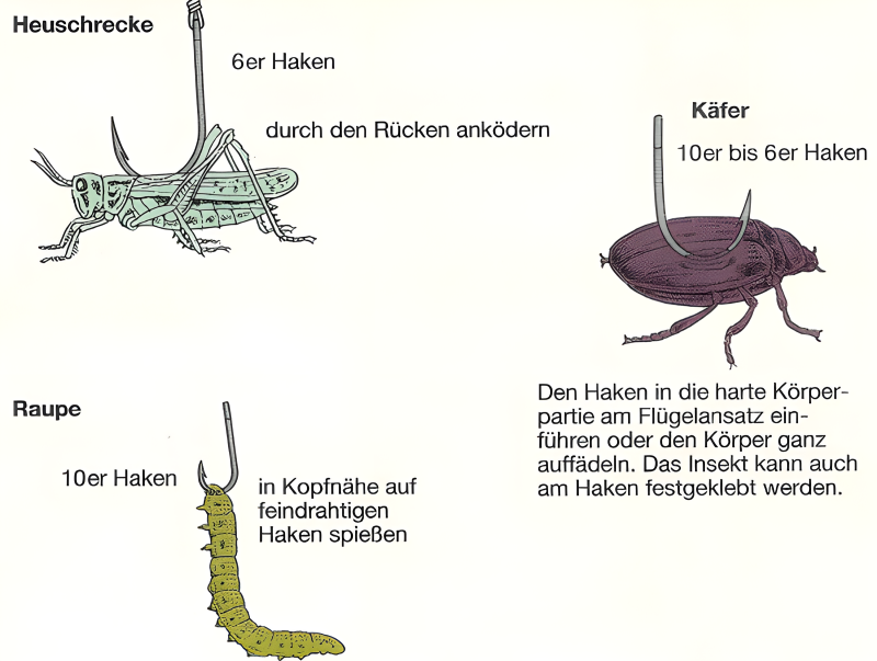 Angeln mit Insekten. Ultimativer Guide für mehr Fangerfolg