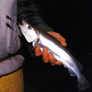 Angler Chris Clark beim Nachtangeln an der Kanalküste 