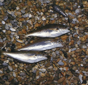 Angler Chris Clark beim Nachtangeln an der Kanalküste 