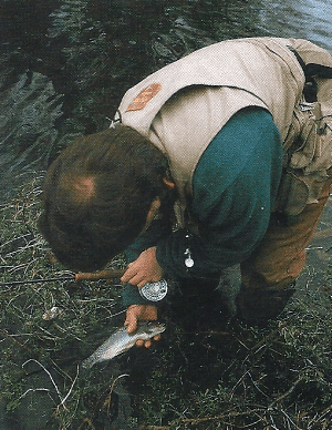 Fliegenfischer Angler Chris Lee auf Äschenfang am River Wye
