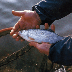 Angler Clive Branson am Fluss River Wye bei Hereford