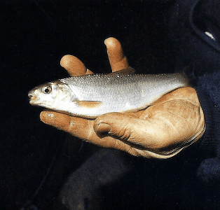 Angler Graham Marsden auf Döbel am Fluss Dane 