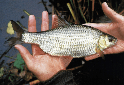 Angler John Bailey