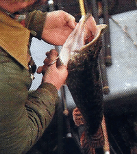 Angler John Watson beim Winterangeln am Wensum