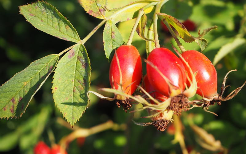 Geheimtipp. Beeren als Angelköder für Döbel und Rotaugen