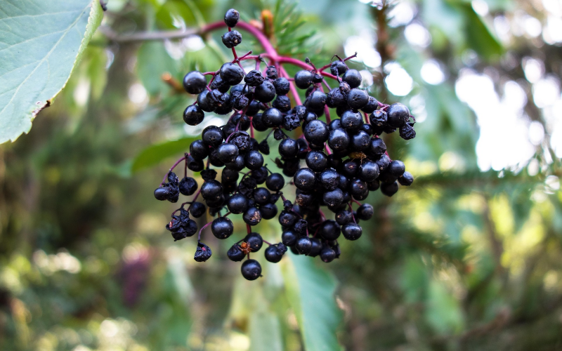 Geheimtipp. Beeren als Angelköder für Döbel und Rotaugen