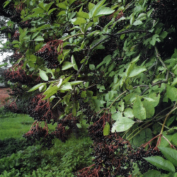 Beeren als Angelköder