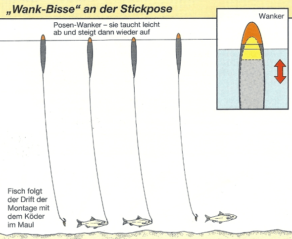 Beim Posenfischen Bisse erkennen und richtig deuten