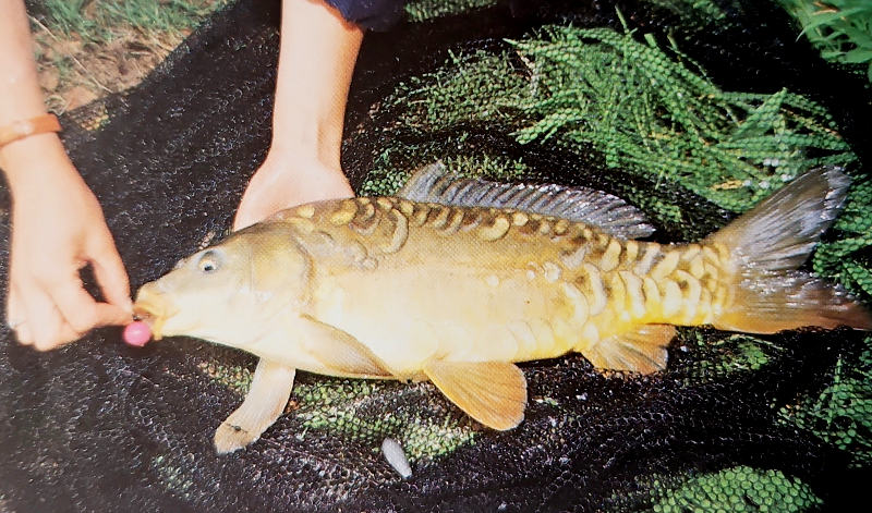 Boilies. Leitfaden für erfolgreiches Karpfenangeln