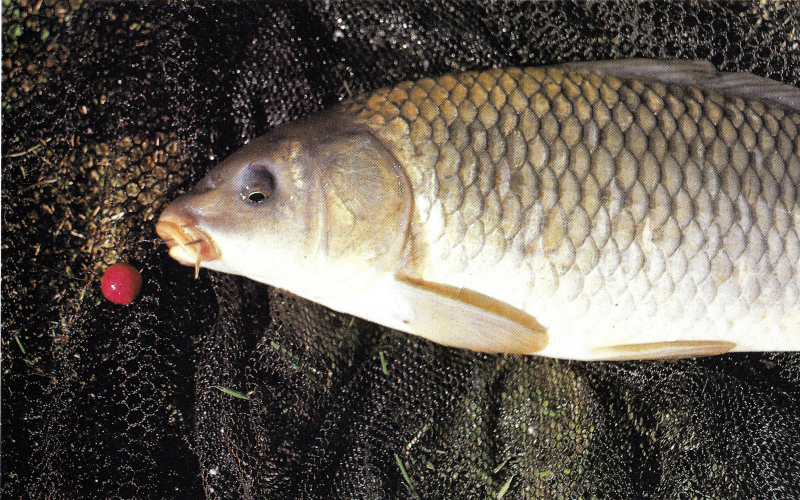 Boilies selber herstellen. Einfache Anleitung u. Geheimtipps