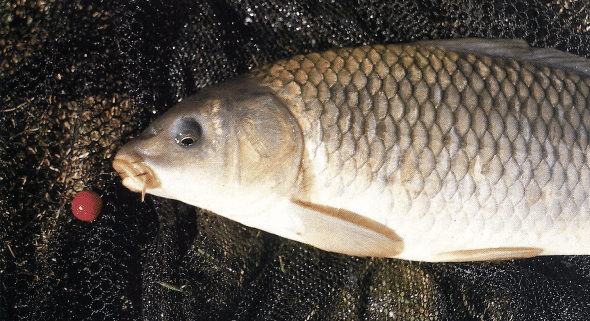 Boilies selber herstellen, mit Phantasie und Flavours 