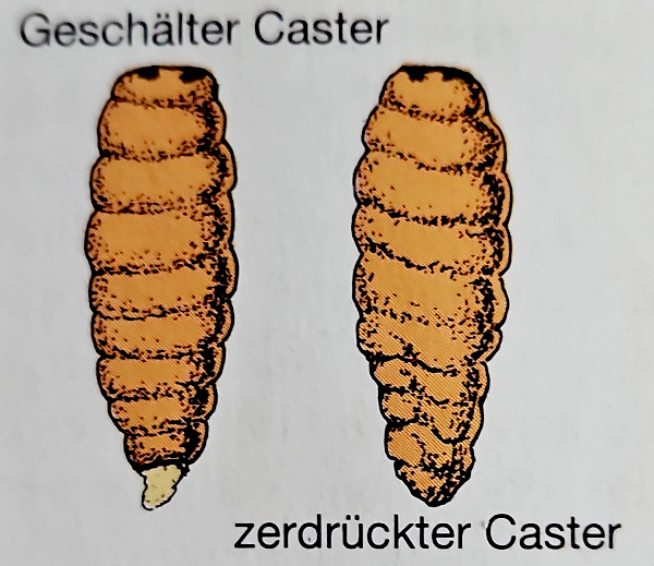 Caster (Madenpuppen). Der Geheimtipp für erfolgreiche Angler