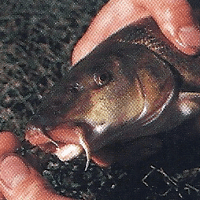Die Sinne des Fisches verstehen. Der Schlüssel zum Erfolg