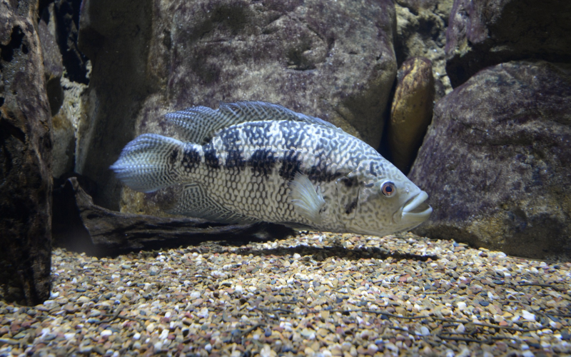 Die Sinne des Fisches verstehen. Der Schlüssel zum Erfolg