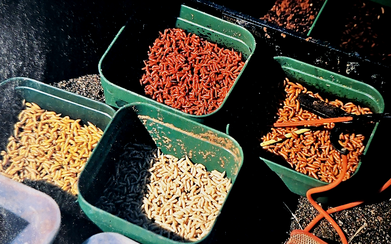 Duftende Maden. Mit Duft und Farbe mehr Fische fangen