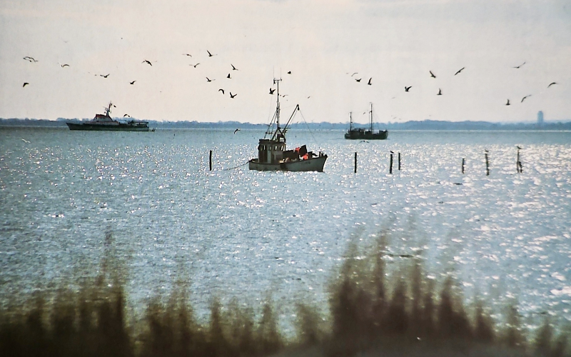 Fehmarn Angeln. Meerforelle, Dorsch und mehr - Dein Guide