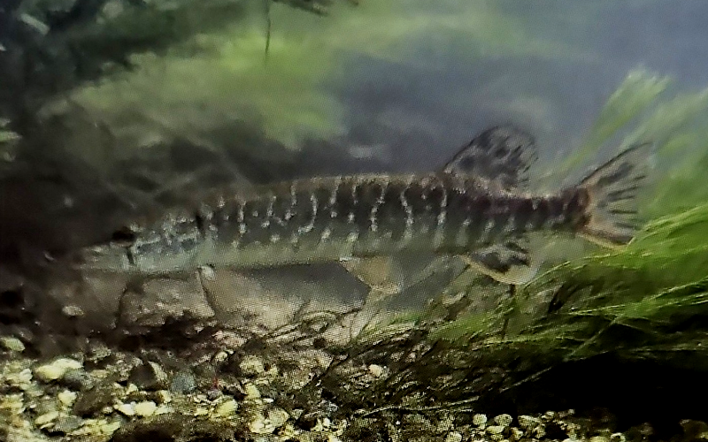 Fisch-Kunde für Angler. Anatomie, Verhalten u. Fangtechniken