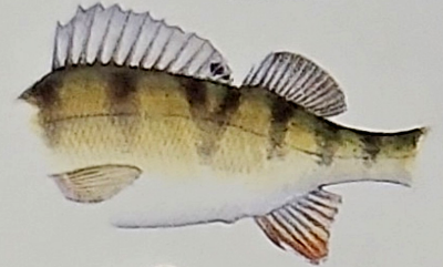 Fisch-Kunde für Angler. Anatomie, Verhalten u. Fangtechniken