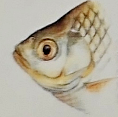 Fisch-Kunde für Angler. Anatomie, Verhalten u. Fangtechniken