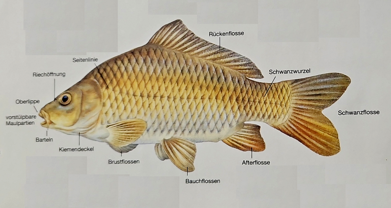 Fisch-Kunde für Angler. Anatomie, Verhalten u. Fangtechniken