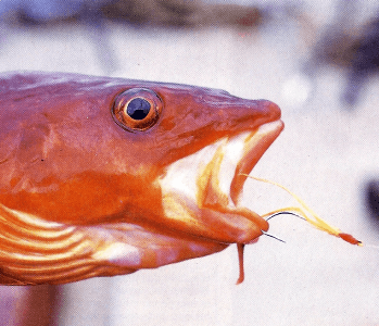 Fischen mit Makrelenfedern, Mike Millman erklärt die Technik