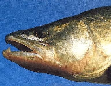 Fischmaul-Anatomie. Tipps für erfolgreiches Angeln