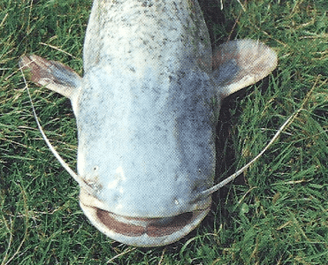 Fischmaul-Anatomie. Tipps für erfolgreiches Angeln