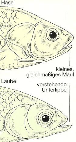 Fischmaul Stellung, was Maulformen über den Fisch verraten ?