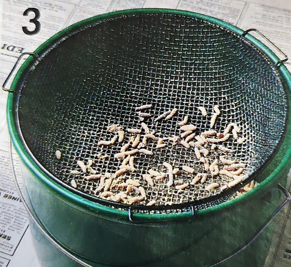 Fliegenmaden als Geheimwaffe. So fangen Sie mehr Fische