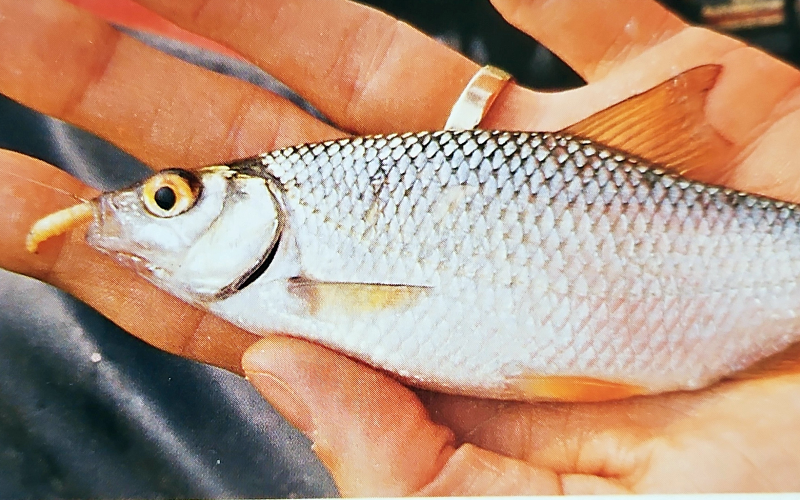 Fliegenmaden als Geheimwaffe. So fangen Sie mehr Fische