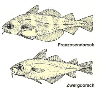 Franzosendorsch