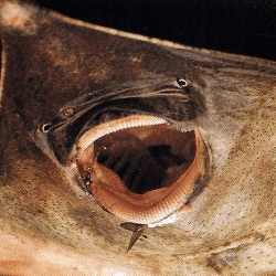 Glattrochen, ein ungewöhnlicher Grundfisch mit erstaunlichen Eigenarten