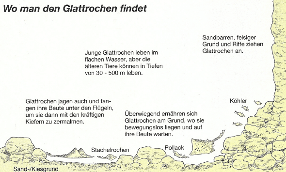 Glattrochen, ein ungewöhnlicher Grundfisch mit erstaunlichen Eigenarten