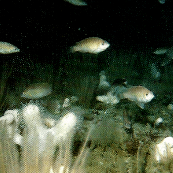 Goldmaid und Kleinmäuliger Lippfisch fressen Parasiten von größeren Fischen