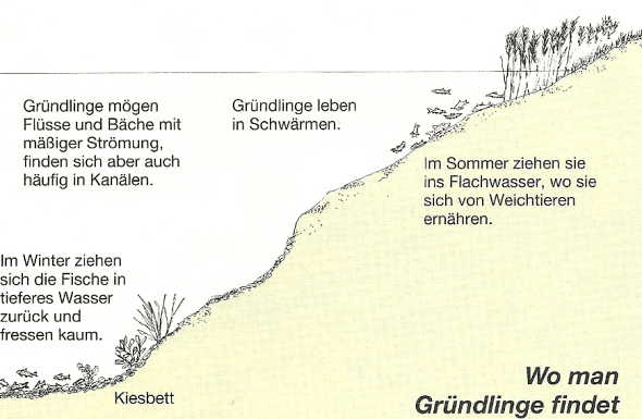 Ein interessanter Fisch für Spezialisten ist der Gründling