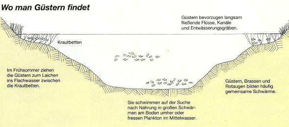 Die Güster - Brassen zum Verwechseln ähnlich, wird nur von Spezialisten befischt