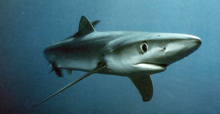 Haie, seit Urzeiten auf Jagd in den Weltmeeren unterwegs