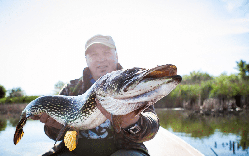 Hechtangeln: Tricks und Erfahrungen für passionierte Angler