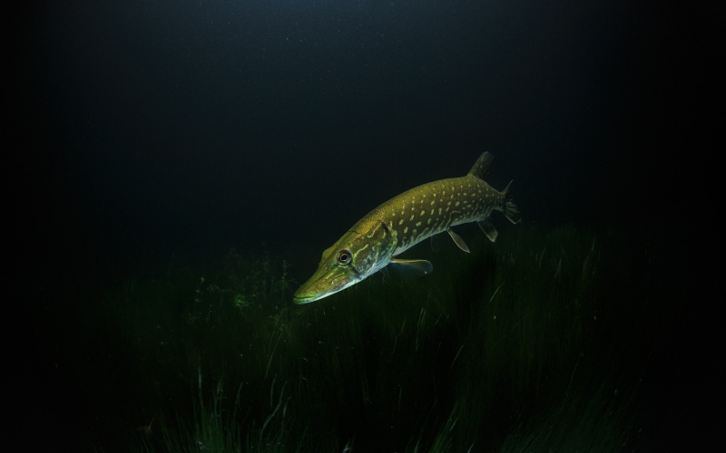 Hechte richtig abködern. Ohne Stress Profi-Tipps für Angler
