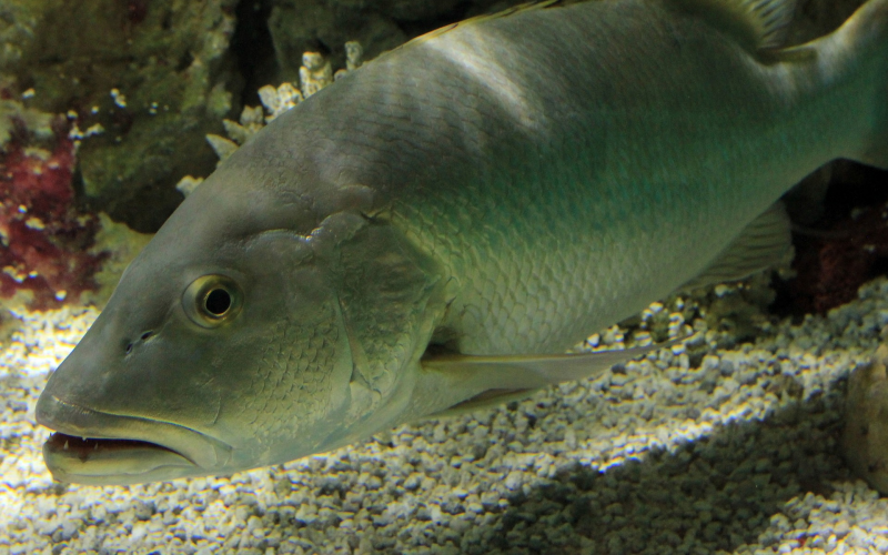 Hechte richtig abködern. Ohne Stress Profi-Tipps für Angler