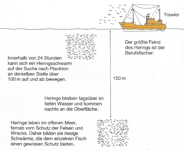 Heringe werden oft mit Maifischen oder Sprotten verwechselt