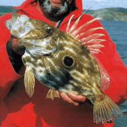 Heringskönig, ihm entkommen selbst die schnellsten Fische nicht